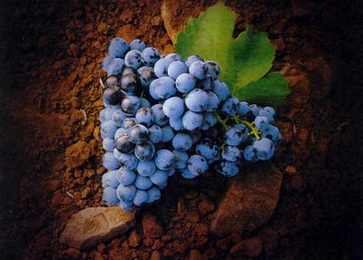 Racimo de garnacha
